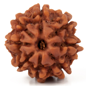 Eight Faced Rudraksha