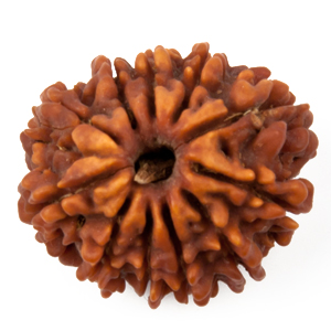 Eleven Faced Rudraksha