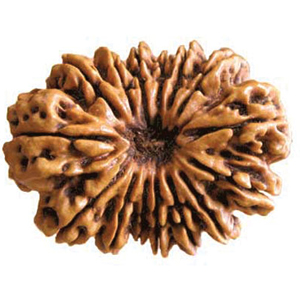 Fifteen Faced Rudraksha