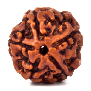 Five Faced Rudraksha