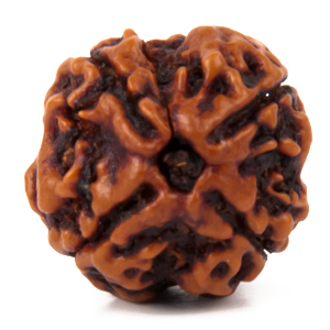Four Faced Rudraksha