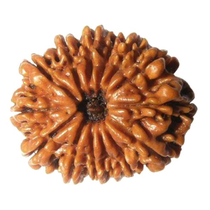 Fourteen Faced Rudraksha