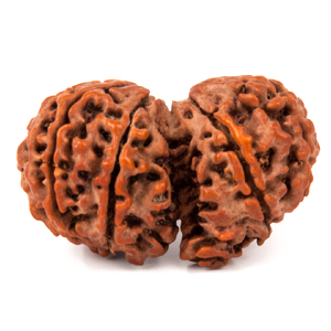 GauriShankar Rudraksha