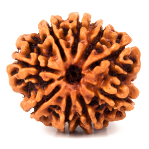 Nine Faced Rudraksha
