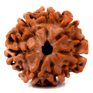 Seven Faced Rudraksha