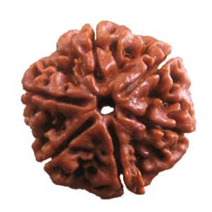 Six Faced Rudraksha