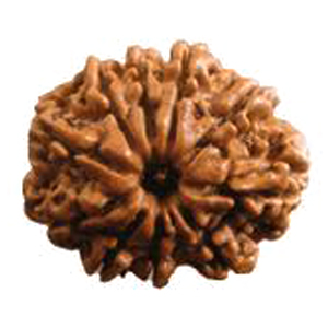 Ten Faced Rudraksha