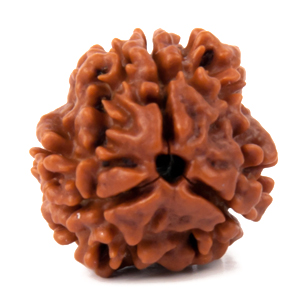 Three Faced Nepali Rudraksha