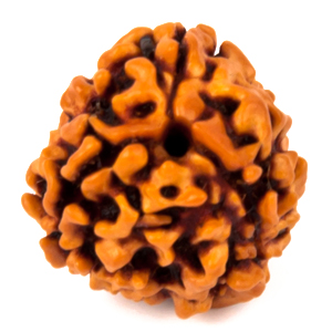 Three Faced Rudraksha