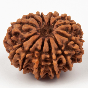 Twelve Faced Rudraksha