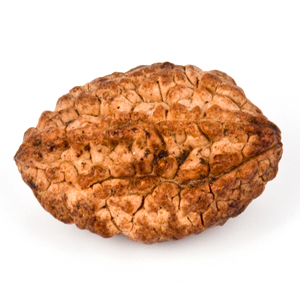 Two Faced Rudraksha